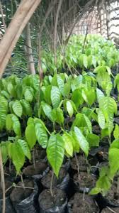 Hybrid Cocoa Seedlings 